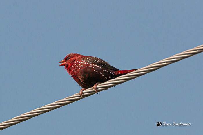 Bengalino Muscat ou Strawberry Finch