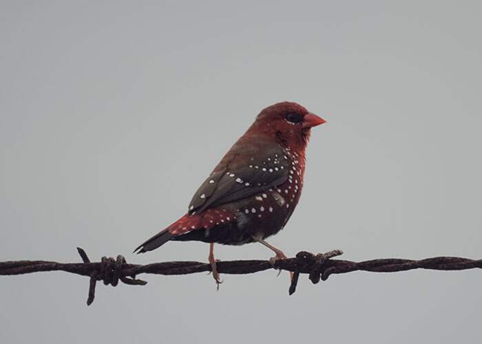 Bengalino Muscat ou Strawberry Finch