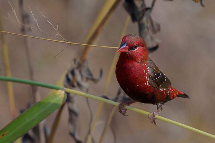 Bengalino Muscat ou Strawberry Finch