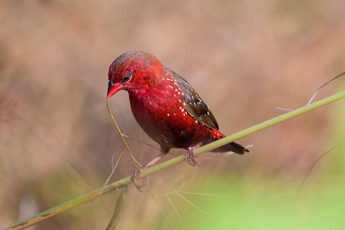 Bengalino Muscat ou Strawberry Finch