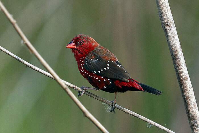 Bengalino Muscat ou Strawberry Finch