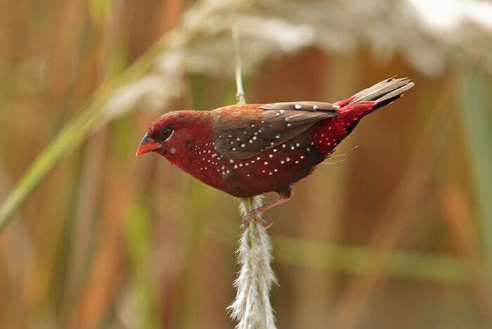 Bengalino Muscat ou Strawberry Finch