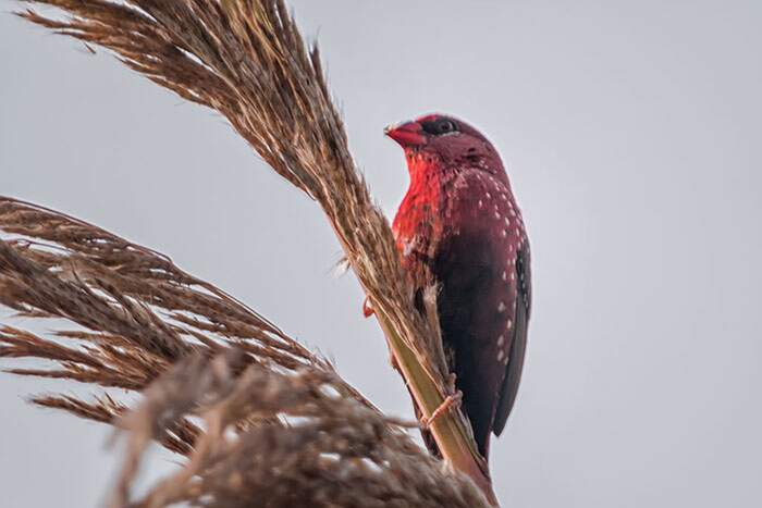 Bengalino Muscat ou Strawberry Finch