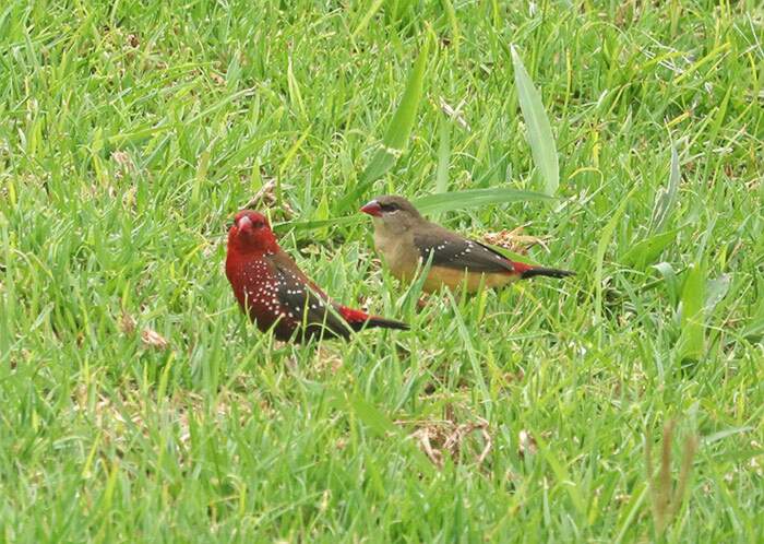 Bengalino Muscat ou Strawberry Finch