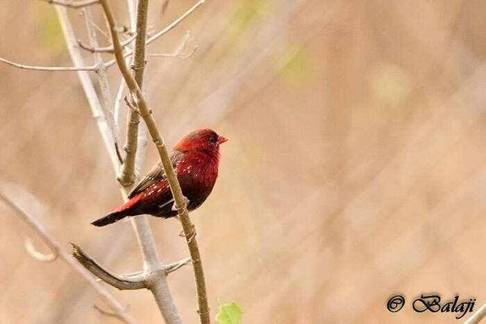 Bengalino Muscat ou Strawberry Finch