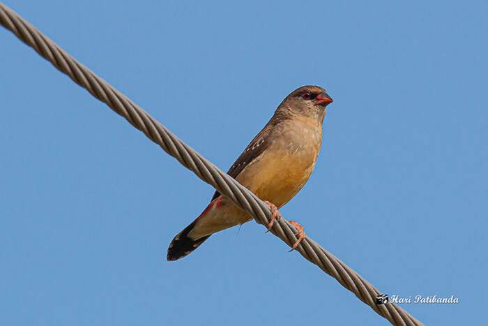 Bengalino Muscat ou Strawberry Finch