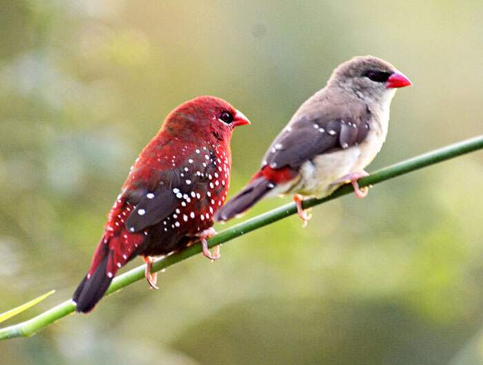 Bengalino Muscat ou Strawberry Finch