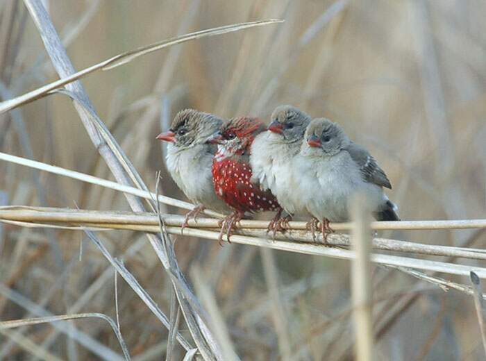 Bengalino Muscat ou Strawberry Finch