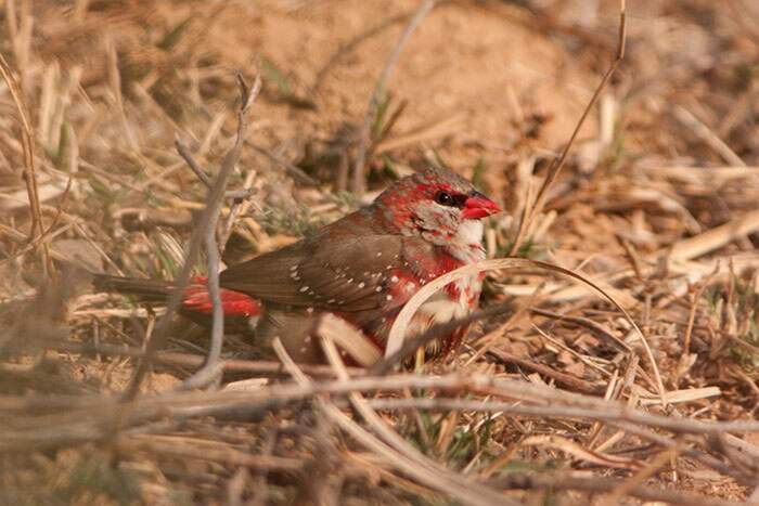 Bengalino Muscat ou Strawberry Finch