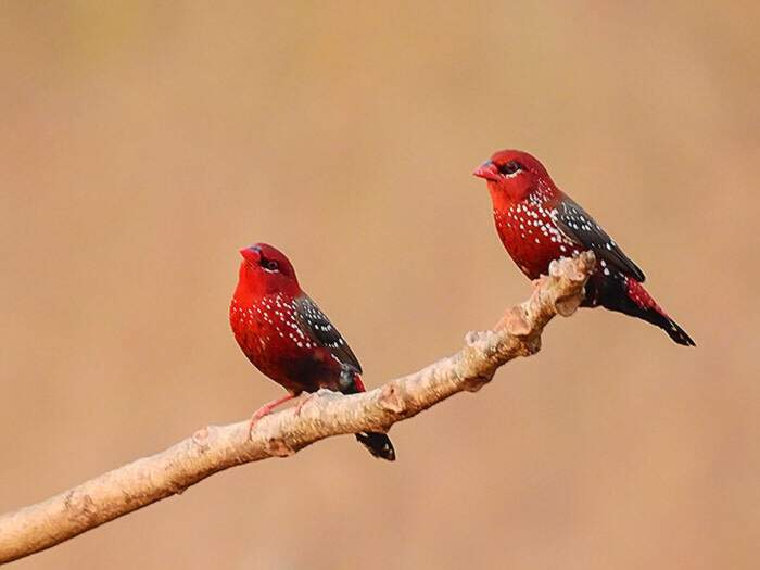 Bengalino Muscat ou Strawberry Finch