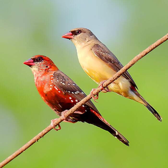 Bengalino Muscat ou Strawberry Finch