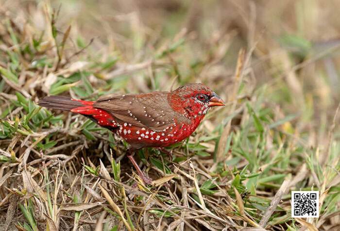 Bengalino Muscat ou Strawberry Finch