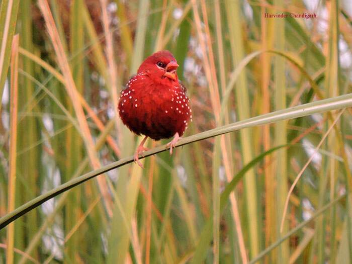 Bengalino Muscat ou Strawberry Finch