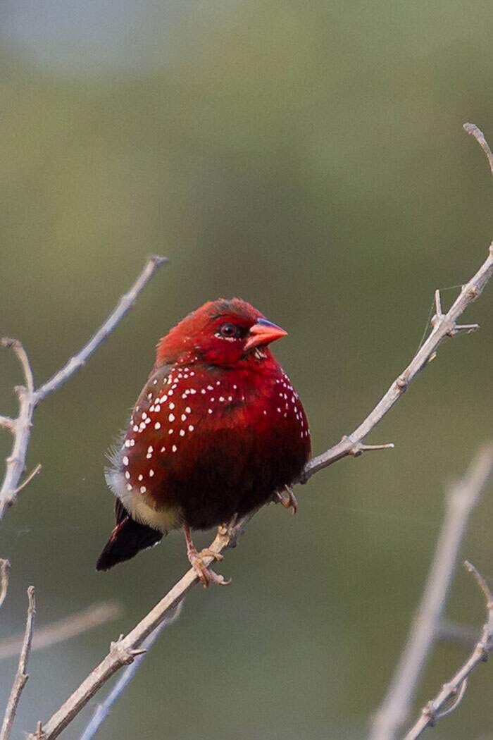 Bengalino Muscat ou Strawberry Finch