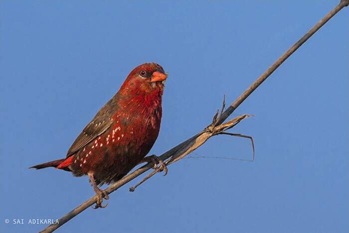 Bengalino Muscat ou Strawberry Finch