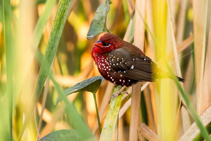 Bengalino Muscat ou Strawberry Finch