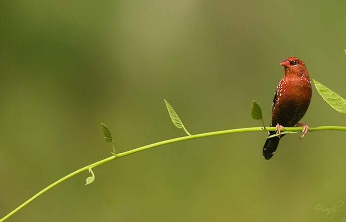 Bengalino Muscat ou Strawberry Finch