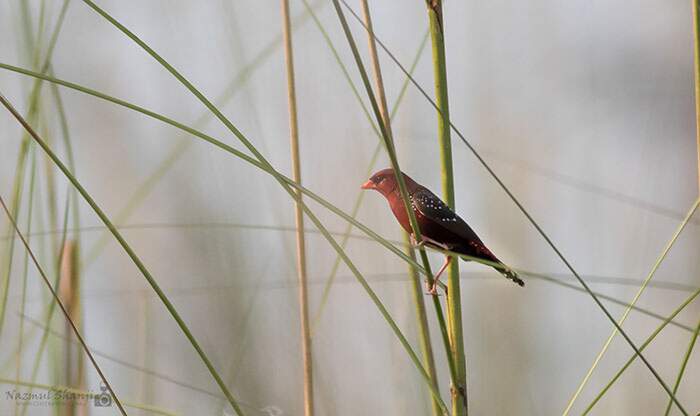 Bengalino Muscat ou Strawberry Finch