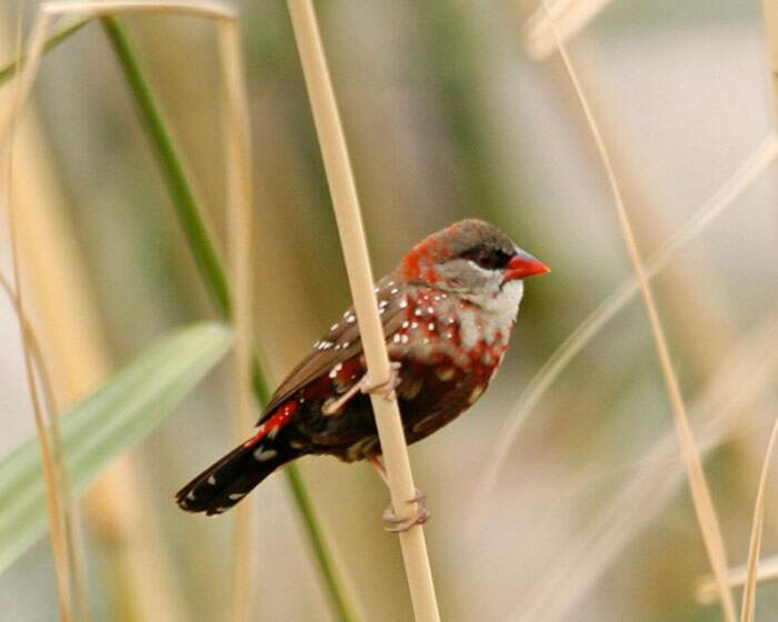 Bengalino Muscat ou Strawberry Finch