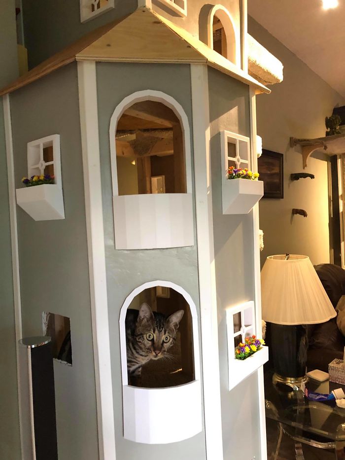 Costruisce in casa delle torri residenziali per i suoi gatti, un