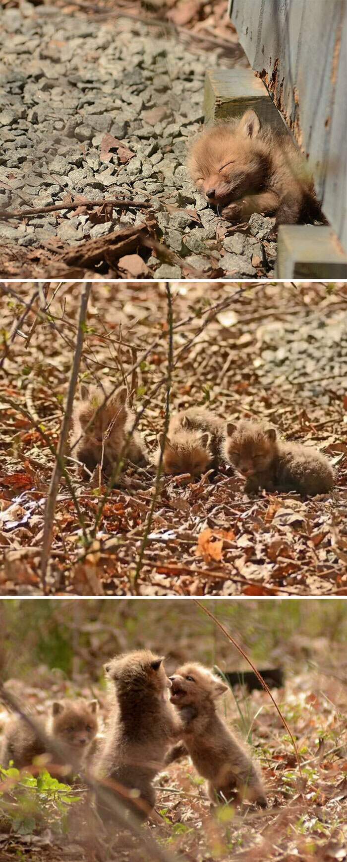 49 Foto Di Volpi Spiegano Perche Questi Animali Sono Tra Le Creature Piu Amate