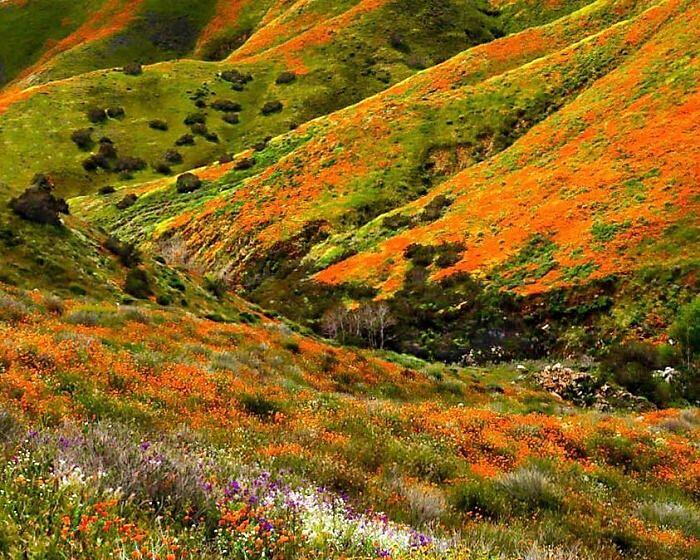 La magnifica fioritura di papaveri arancioni in California si vede