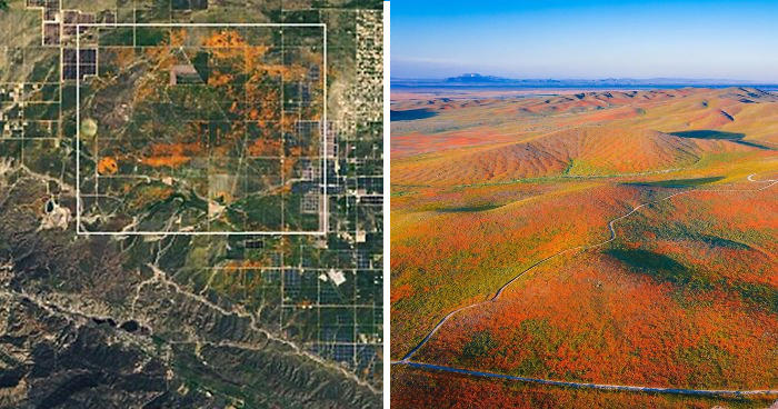 Antelope Valley California Poppy Reserve - Keblog