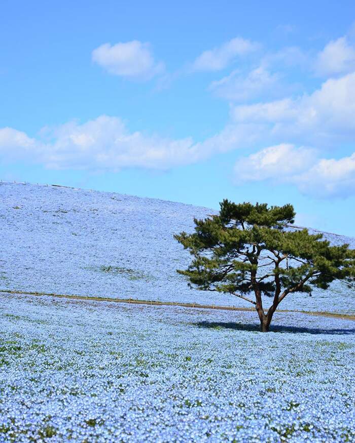 Foto Tende Fiori Cascanti con Nuvole Azzurre