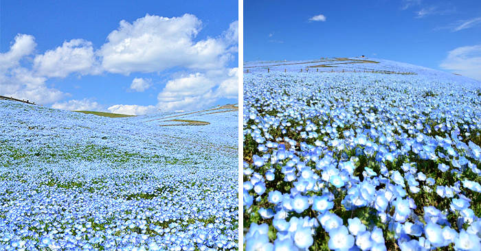 Un mare di piccoli fiori blu trasforma un parco giapponese in un luogo incantato