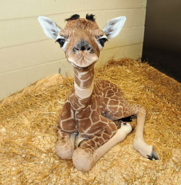 30 Carinissimi Cuccioli Di Animali Che Renderanno Migliore La Tua Giornata