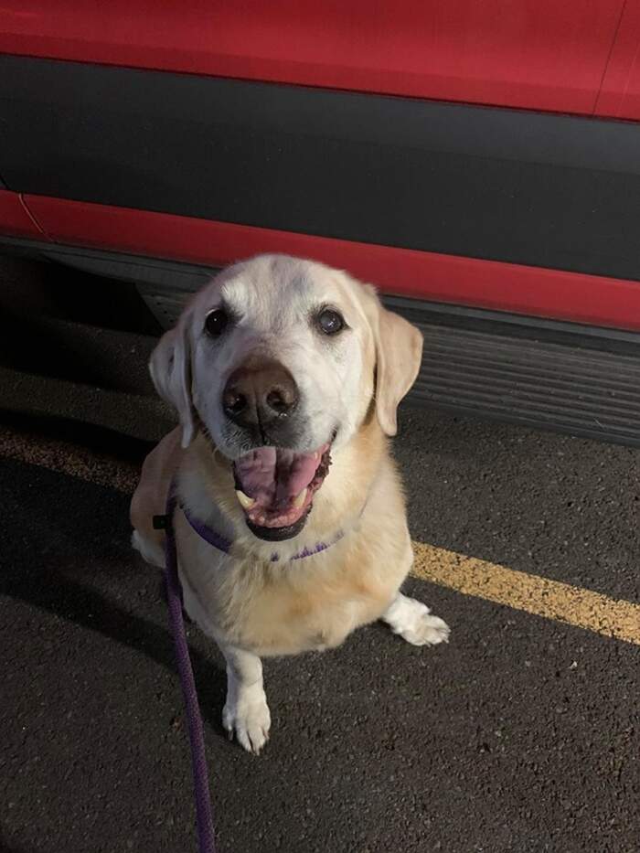 Video straziante mostra un cane rincorrere il suo padrone che lo ha appena  abbandonato