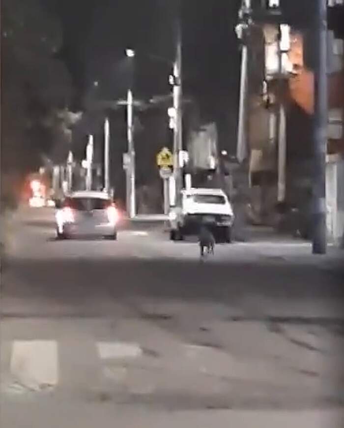 Video straziante mostra un cane rincorrere il suo padrone che lo ha appena  abbandonato