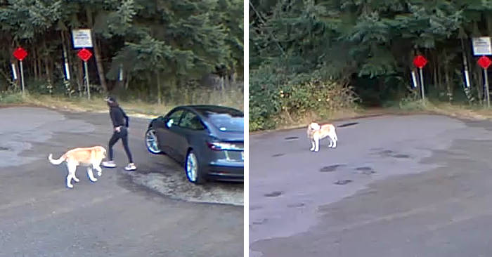 Video straziante mostra un cane rincorrere il suo padrone che lo ha appena  abbandonato