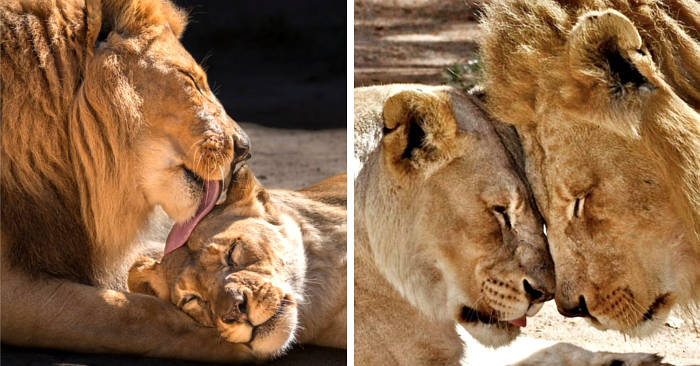 Anziana coppia di leoni incontra l'eutanasia insieme così nessuno dei due  vivrà in solitudine