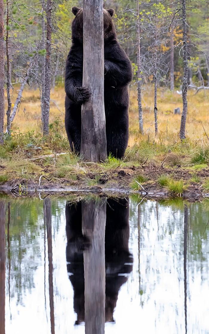 Le topic désopilant : Mort de rire ! - Page 7 Finalisti-comedy-wildlife-photography-awards-2020-02