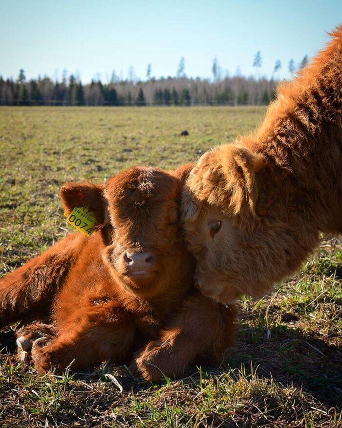 50 cuccioli di mucca Highlander di daranno il sorriso in una giornata "no"