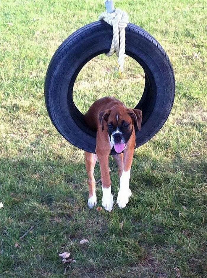 boxer meme cane divertente