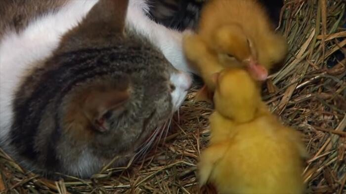 La storia toccante di mamma gatta che adotta 3 anatroccoli appena nati