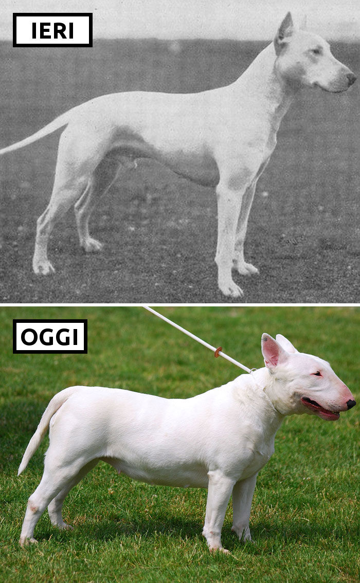 bull terrier muscoloso