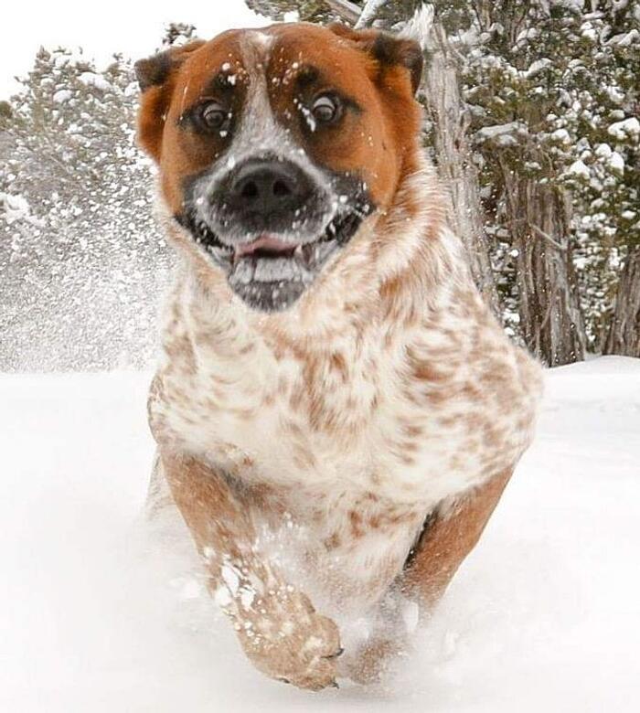 31 Cani E Gatti Esilaranti Alle Prese Con La Neve