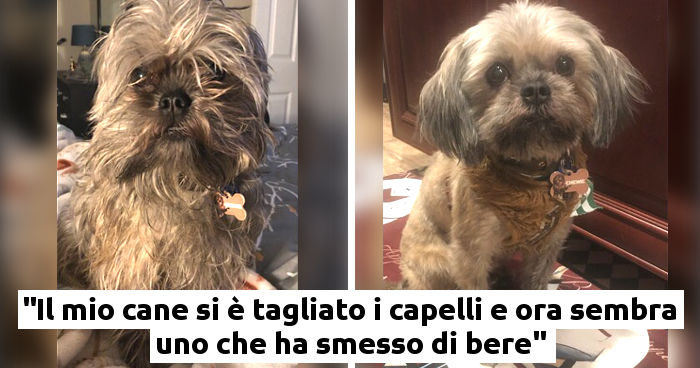 Va dal toelettatore per riprendere i cani ma quando li vede pensa