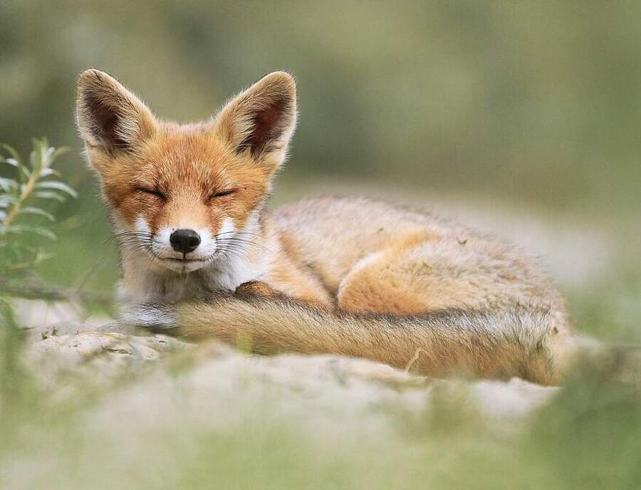 Red Fox  Animali selvatici, Animali, Animali carini