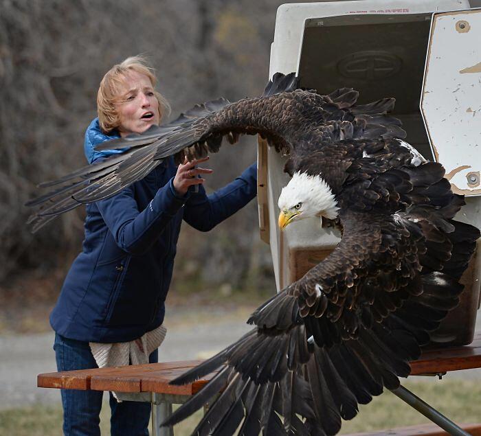 l-aquila-di-mare-testabianca-davvero-enorme-keblog