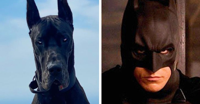 Vi presentiamo Enzo il cane che ha conquistato Internet perché sembra Batman  (20 foto)