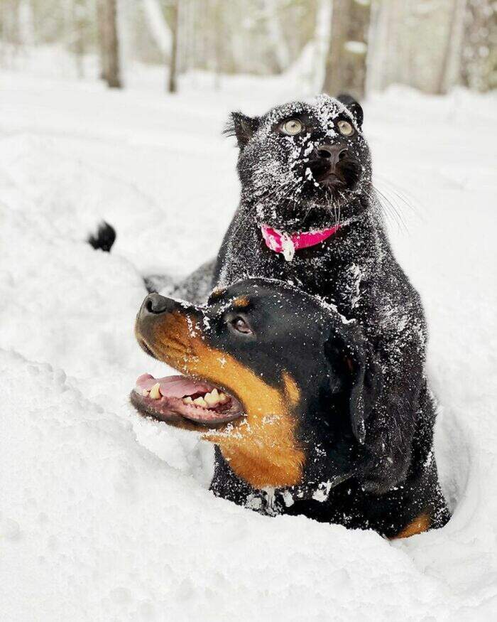 Luna, la pantera abbandonata dalla mamma e cresciuta insieme ad una ragazza  e al suo rottweiler