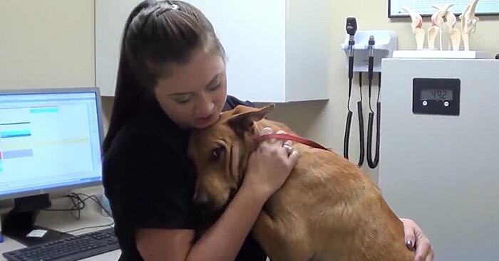 Cane salvato a pochi minuti dall'eutanasia abbraccia il suo soccoritore