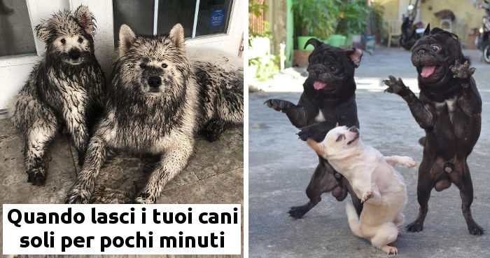 immagini esilaranti di cani con citazioni