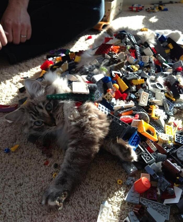 Mio figlio di 5 anni sta diventando bravo con i LEGO. Ha costruito