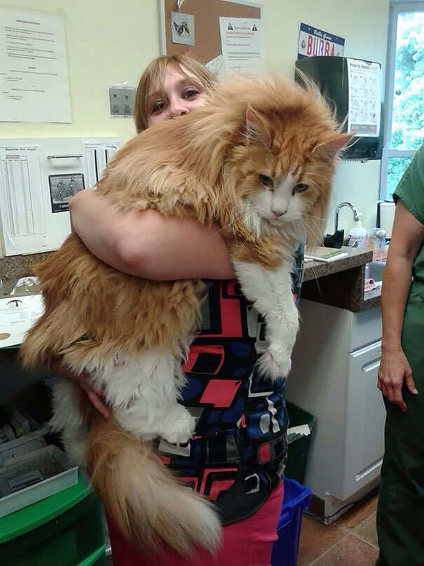 35 gatti Maine Coon che faranno sembrare minuscolo perfino il tuo cane