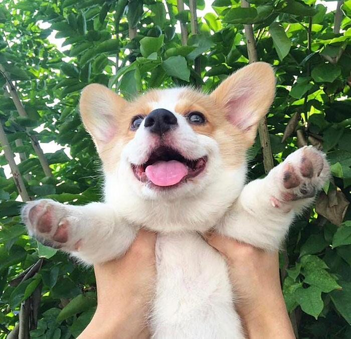 felice faccia da cucciolo di corgi